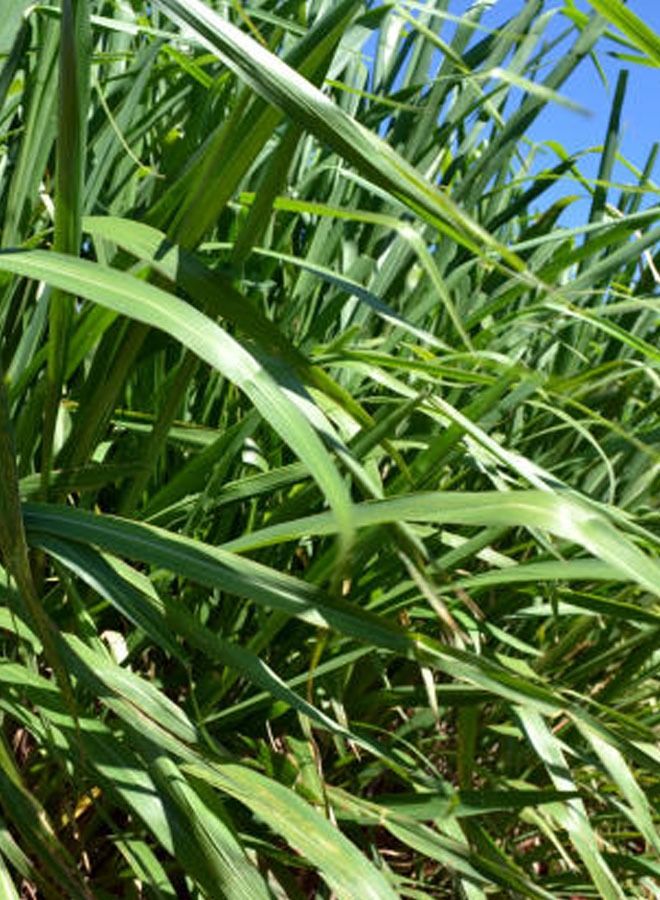 general Agrimax Super Mombaca F1 Premium Quality Seeds Made in Spain - Image 5