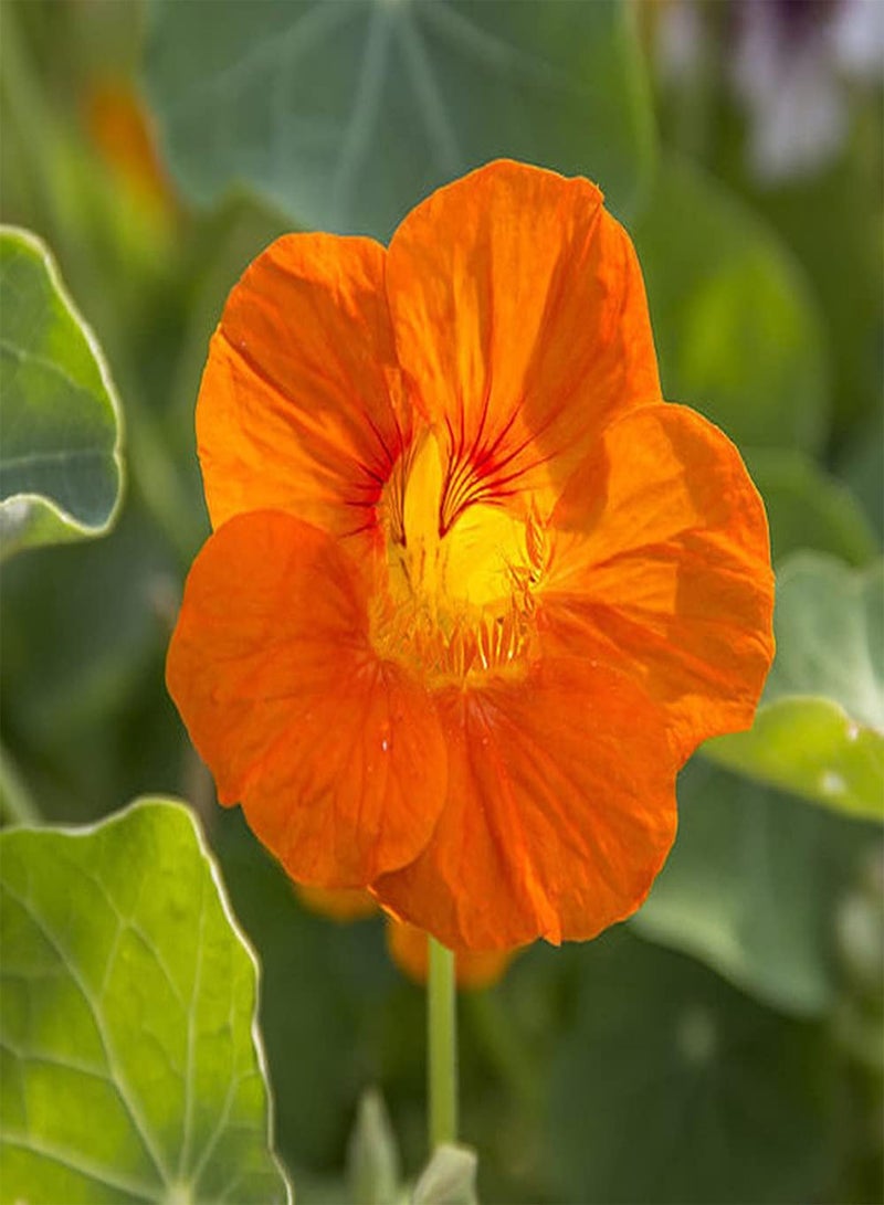 GGOOT 100Pcs Nasturtium Seeds Eye Catching Orange Flowers Become A Beautiful Landscape in The Garden Easy Planting Don't Need Much Care - Image 1