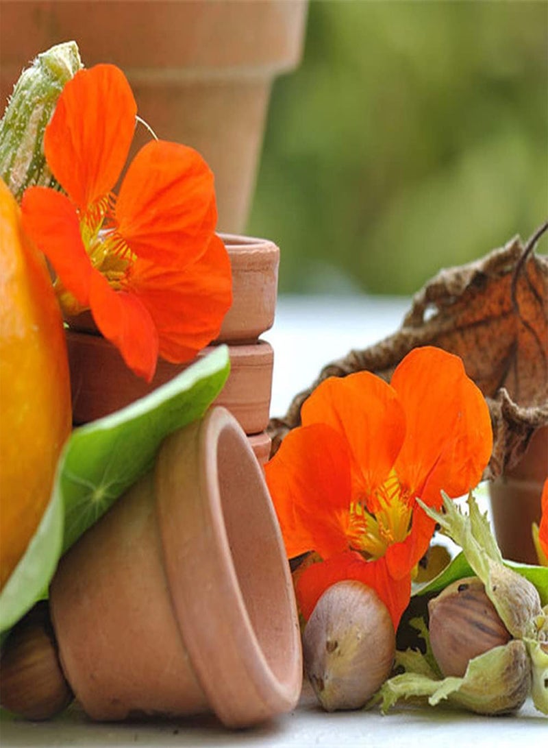 GGOOT 100Pcs Nasturtium Seeds Eye Catching Orange Flowers Become A Beautiful Landscape in The Garden Easy Planting Don't Need Much Care - Image 2