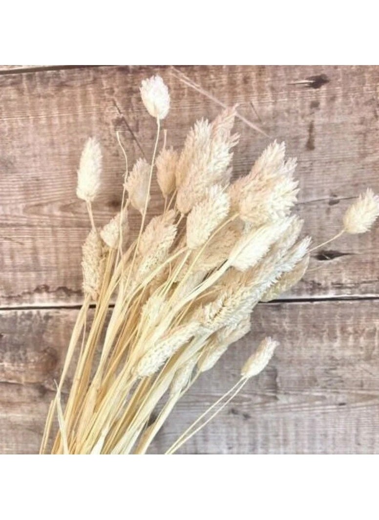 Generic Dried Phalaris Bunch 75 Pieces  - Image 1
