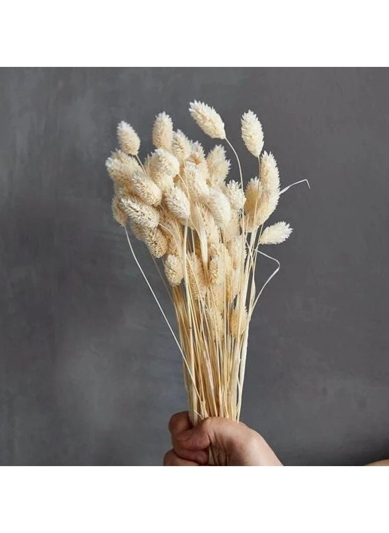 Generic Dried Phalaris Bunch 75 Pieces  - Image 3