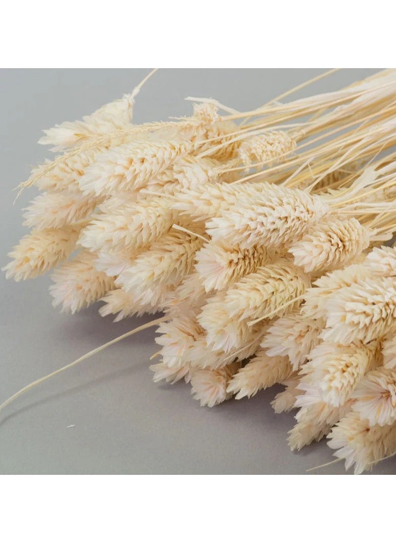 Generic Dried Phalaris Bunch 75 Pieces  - Image 4