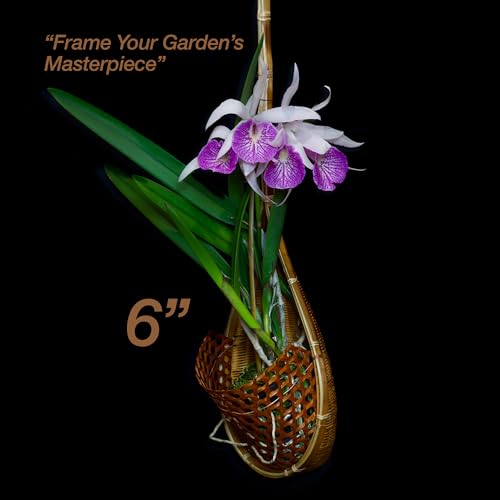 PANWA Handmade 100% Thai Bamboo 6 Inch Signature Super Sanctuary SIAM Orchid Hanging Basket with Nursery Grade Coconut Shell Staves Coir Pith Sponge & Husk Mulch - Image 3
