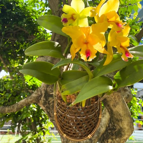 PANWA Handmade 100% Thai Bamboo 6 Inch Signature Super Sanctuary SIAM Orchid Hanging Basket with Nursery Grade Coconut Shell Staves Coir Pith Sponge & Husk Mulch - Image 5