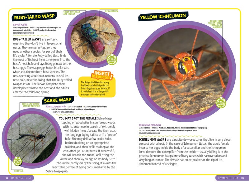 Ultimate Explorer Field Guides British Insects  - Image 4