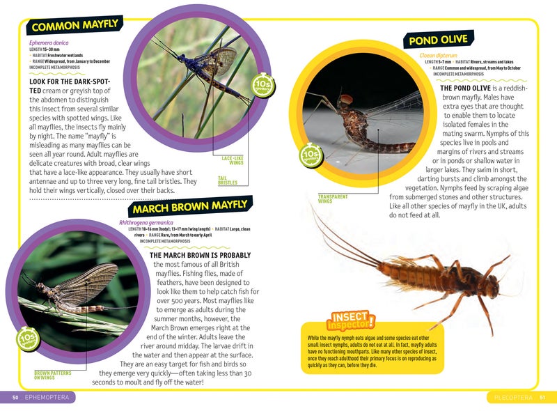 Ultimate Explorer Field Guides British Insects  - Image 3