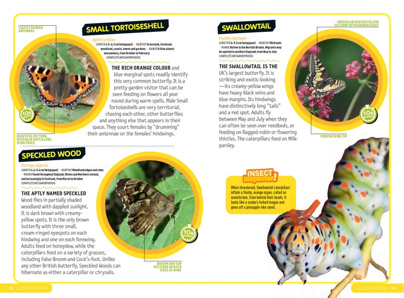 Ultimate Explorer Field Guides British Insects  - Image 5