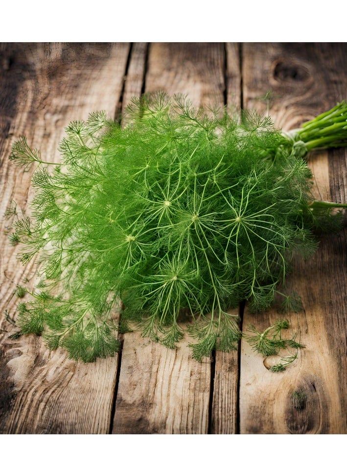 GROW Dill seeds al-fajr  - Image 2