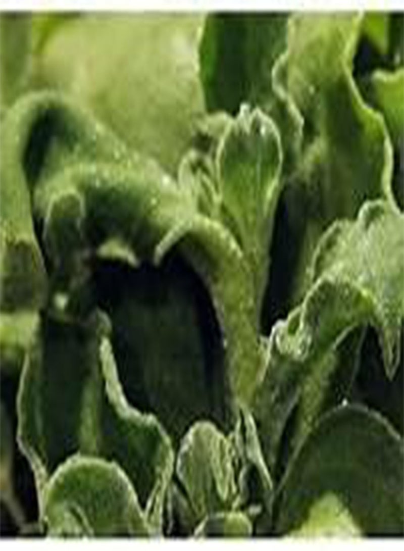 10 Ice Plant Seeds