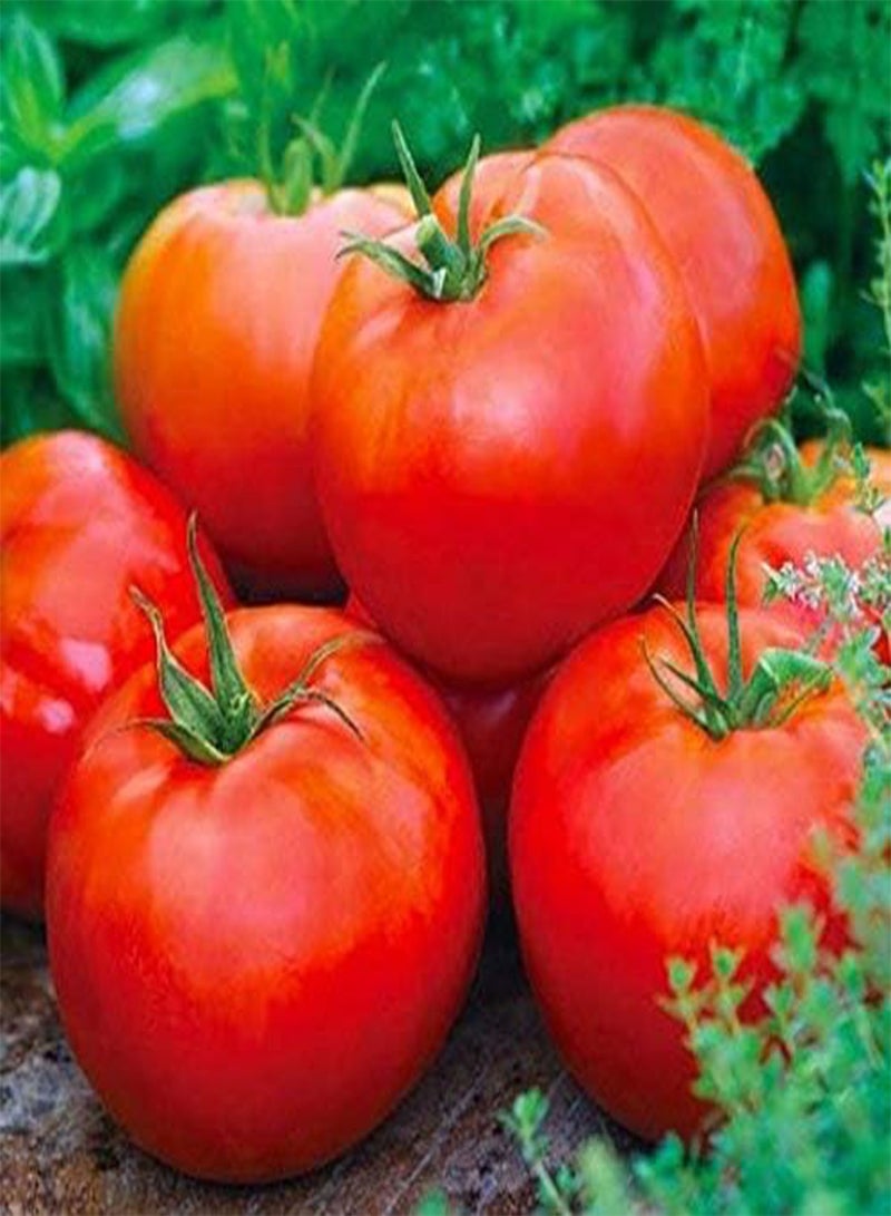 GGOOT Tomato Beefsteak Ace 3477 (Red) 25 Non-GMO, Heirloom Seeds - Image 1