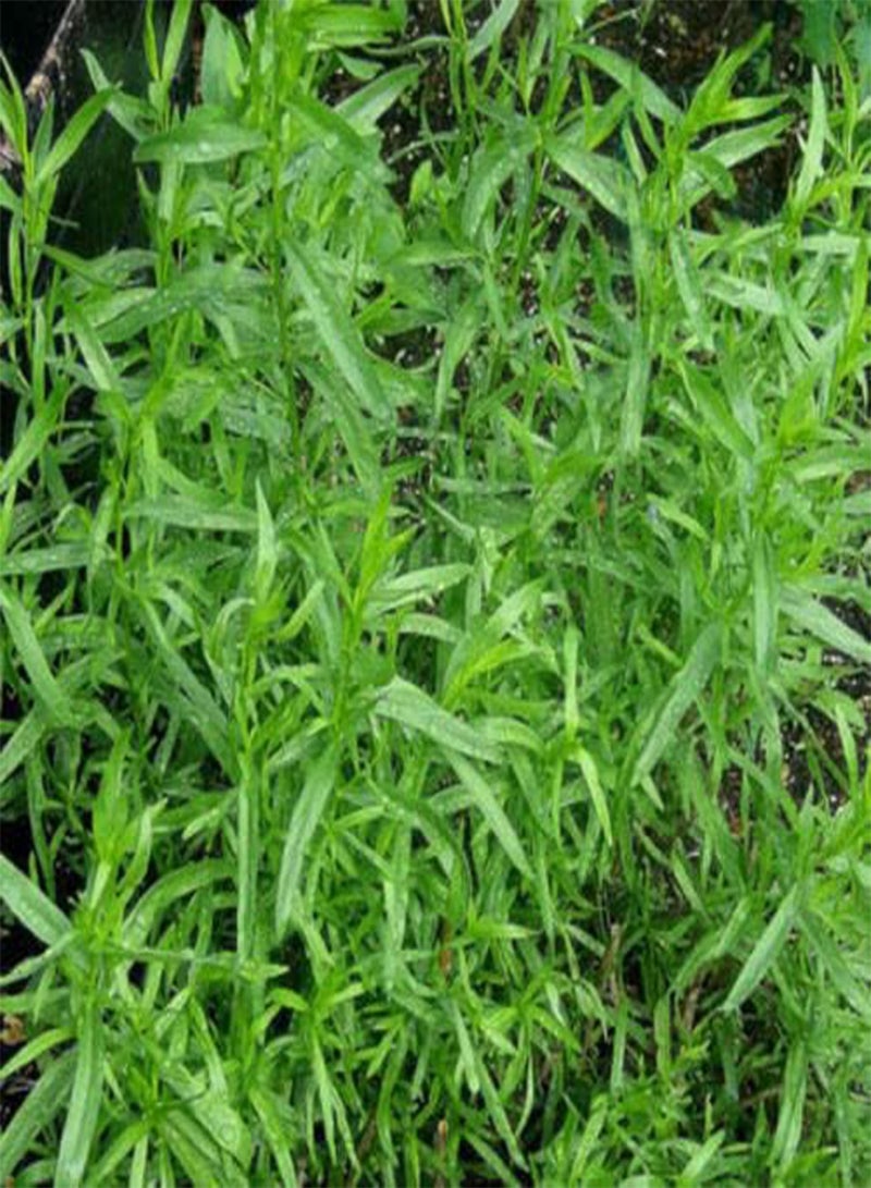 GGOOT Herb - Tarragon Russian Artemisia Dracunculus - 1250 Premium Quality Seeds - 1st - Image 1