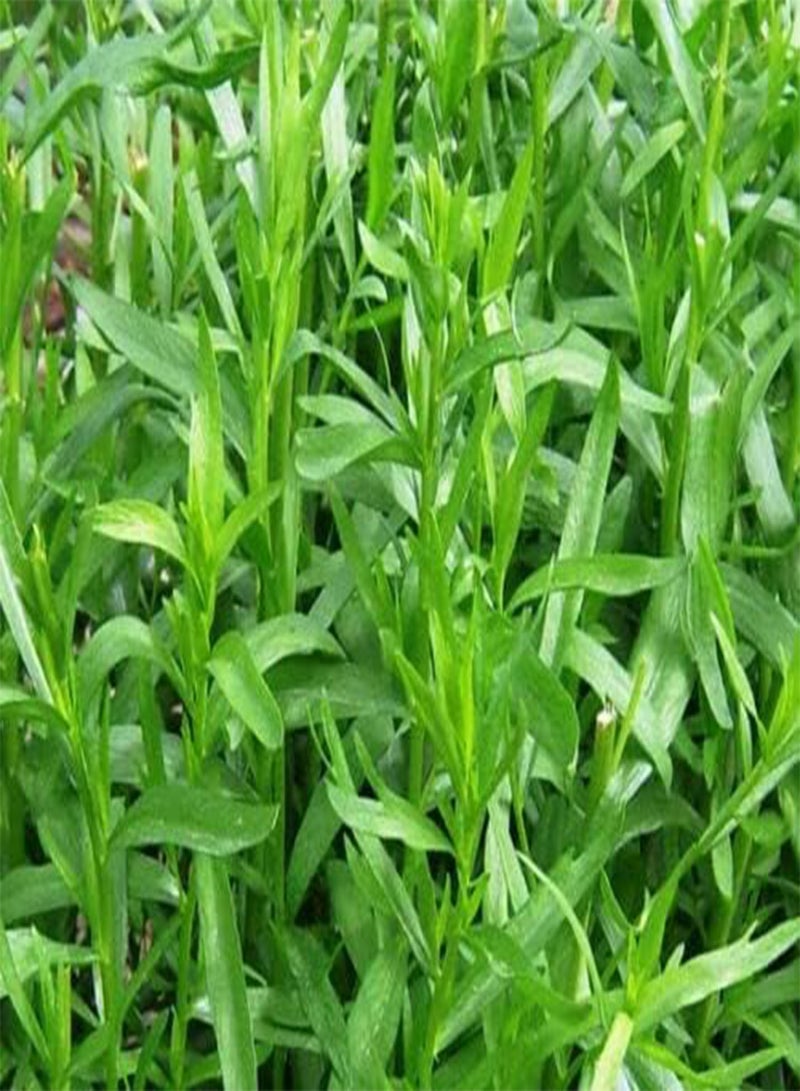 GGOOT Herb - Tarragon Russian Artemisia Dracunculus - 1250 Premium Quality Seeds - 1st - Image 3