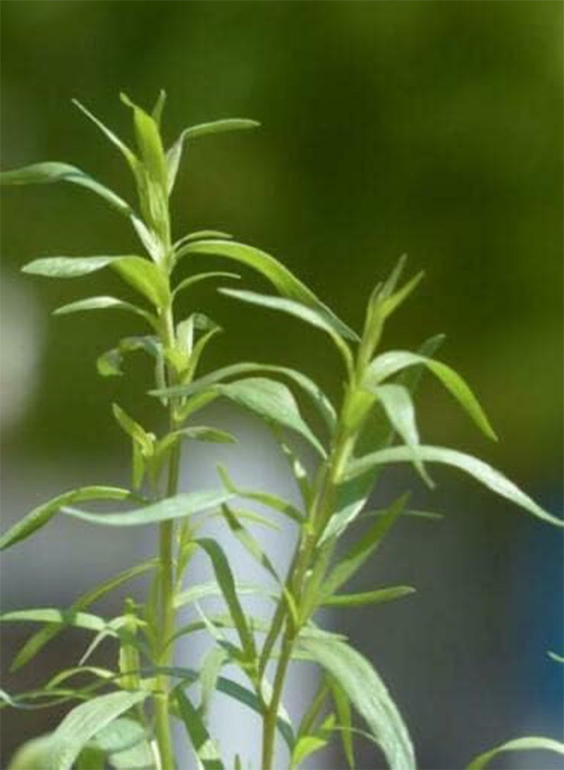 GGOOT Herb - Tarragon Russian Artemisia Dracunculus - 1250 Premium Quality Seeds - 1st - Image 2