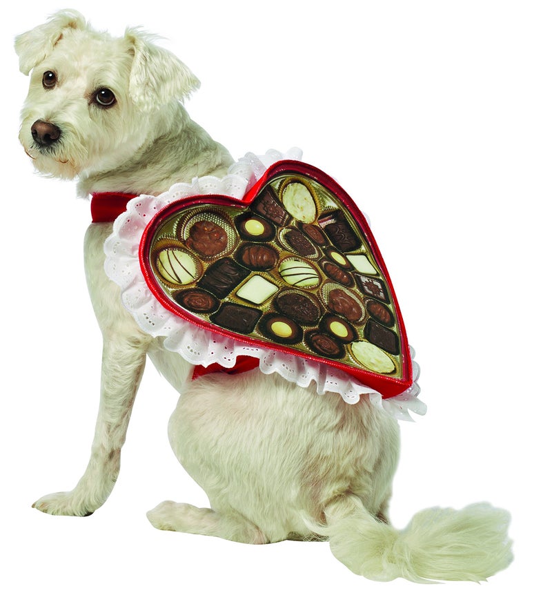 Rasta Imposta Chocolate Box Dog Costume, X-Small - Image 2