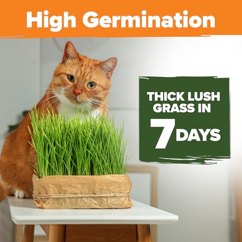 HOME GROWN أعشاب القطط الممتازة 1 باوند من بذور الشوفان والشعير المختلطة 100% غير معدلة وراثيًا من الولايات المتحدة الأمريكية - Image 3