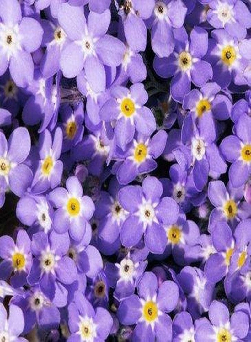 GGOOT 200pcs Mix Forget Me Not Seeds Suitable for Beginners and Novice Gardeners Large Area Planting Effect is Good Add Color to Your Garden - Image 1