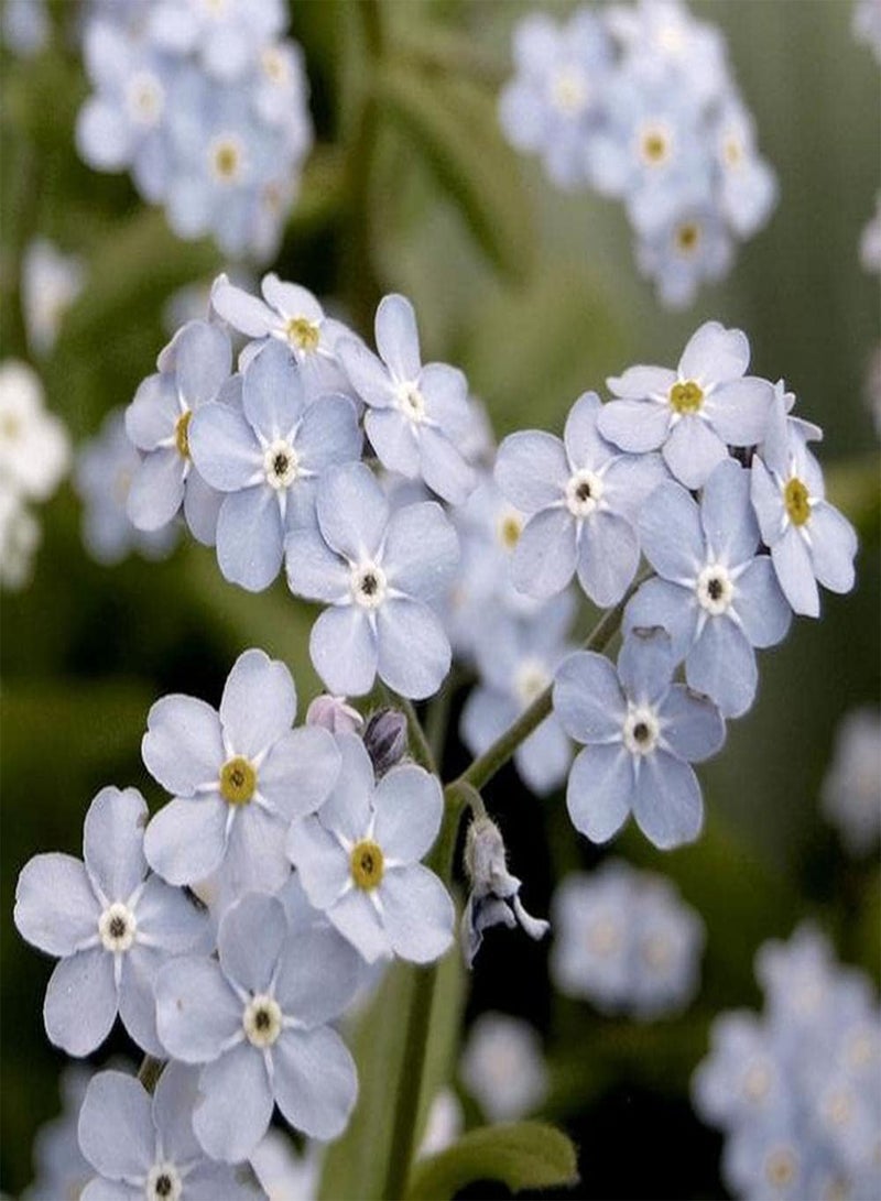GGOOT 200pcs Mix Forget Me Not Seeds Suitable for Beginners and Novice Gardeners Large Area Planting Effect is Good Add Color to Your Garden - Image 3