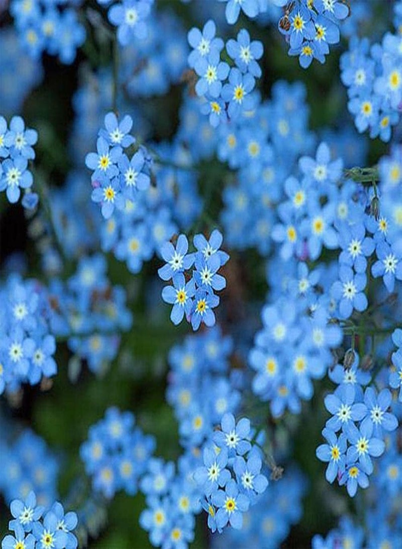 GGOOT 200pcs Mix Forget Me Not Seeds Suitable for Beginners and Novice Gardeners Large Area Planting Effect is Good Add Color to Your Garden - Image 2