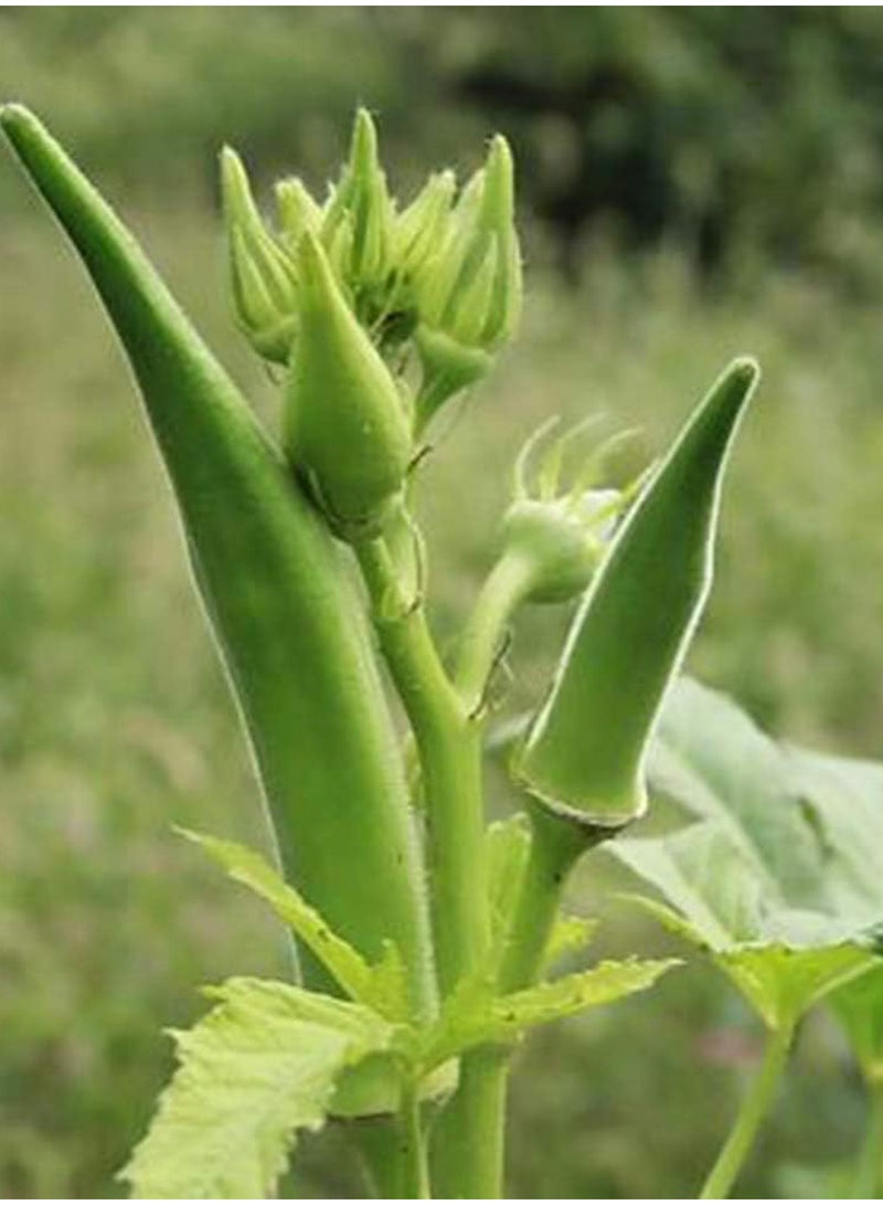 GGOOT 100Pcs Okra Seeds  - Image 2