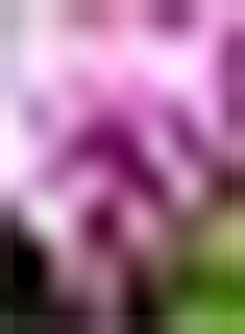 GGOOT 100pcs Roze Clematis Zaden Echte Klimmen Vroege Bloemen Mooie Vaste Plant Home Decor Ding Alom Geliefd Eenvoudig Te Bedienen Zonder Moeilijkheid Oogpcs Vreugde - Image 1