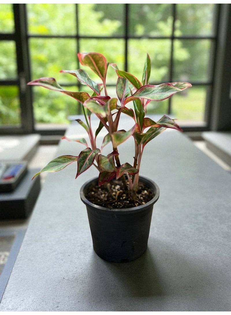 Aglaonema Red Fire  Rare Red Chinese Evergreen Indoor Plant, Vibrant Foliage, Easy-Care Houseplant for Living Room or Office, Perfect Gift for Plant Lovers