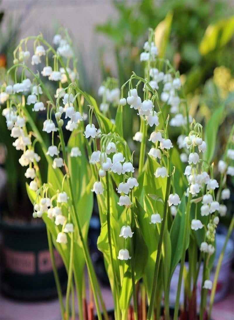 GGOOT Lily of The Valley Seedlings, with Buds and Roots, Potted Plants, Cold-Resistant Indoor and Outdoor Flowers, Green Plants Blooming All Year Round,20 PCS - Image 2