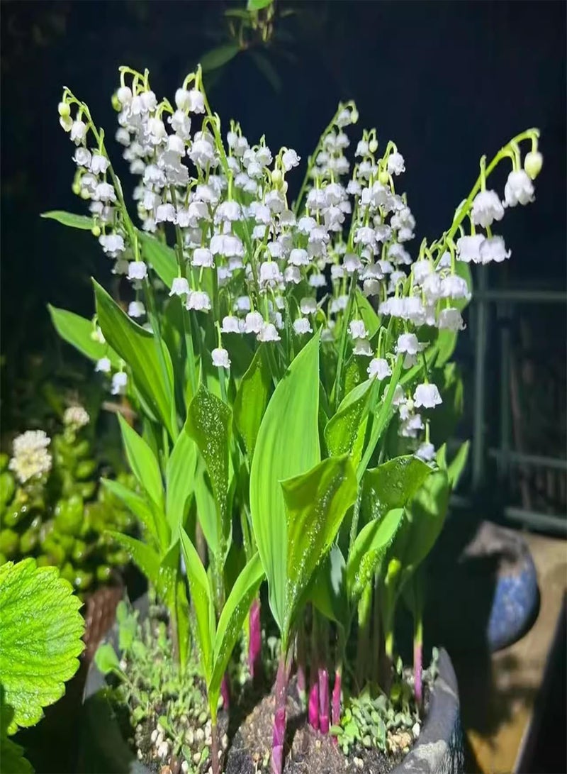 GGOOT Lily of The Valley Seedlings, with Buds and Roots, Potted Plants, Cold-Resistant Indoor and Outdoor Flowers, Green Plants Blooming All Year Round,20 PCS - Image 1