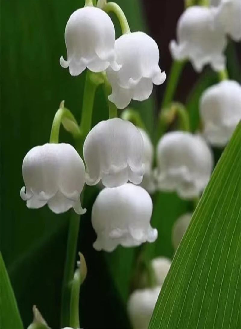 GGOOT Lily of The Valley Seedlings, with Buds and Roots, Potted Plants, Cold-Resistant Indoor and Outdoor Flowers, Green Plants Blooming All Year Round,20 PCS - Image 5