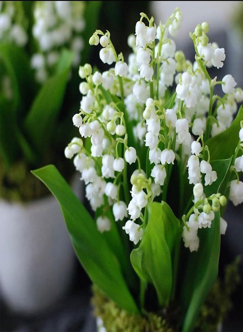 GGOOT Lily of The Valley Seedlings, with Buds and Roots, Potted Plants, Cold-Resistant Indoor and Outdoor Flowers, Green Plants Blooming All Year Round,20 PCS - Image 3
