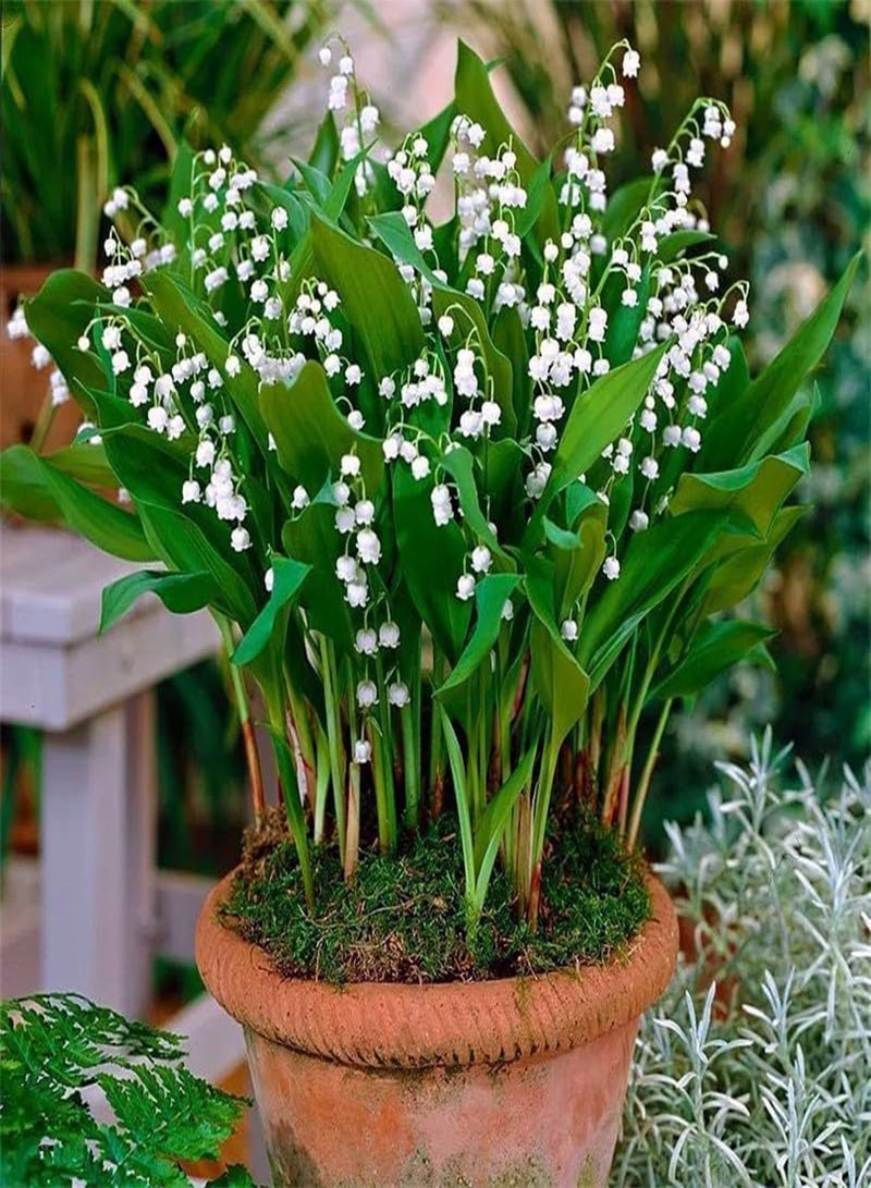 GGOOT Lily of The Valley Seedlings, with Buds and Roots, Potted Plants, Cold-Resistant Indoor and Outdoor Flowers, Green Plants Blooming All Year Round,20 PCS - Image 4