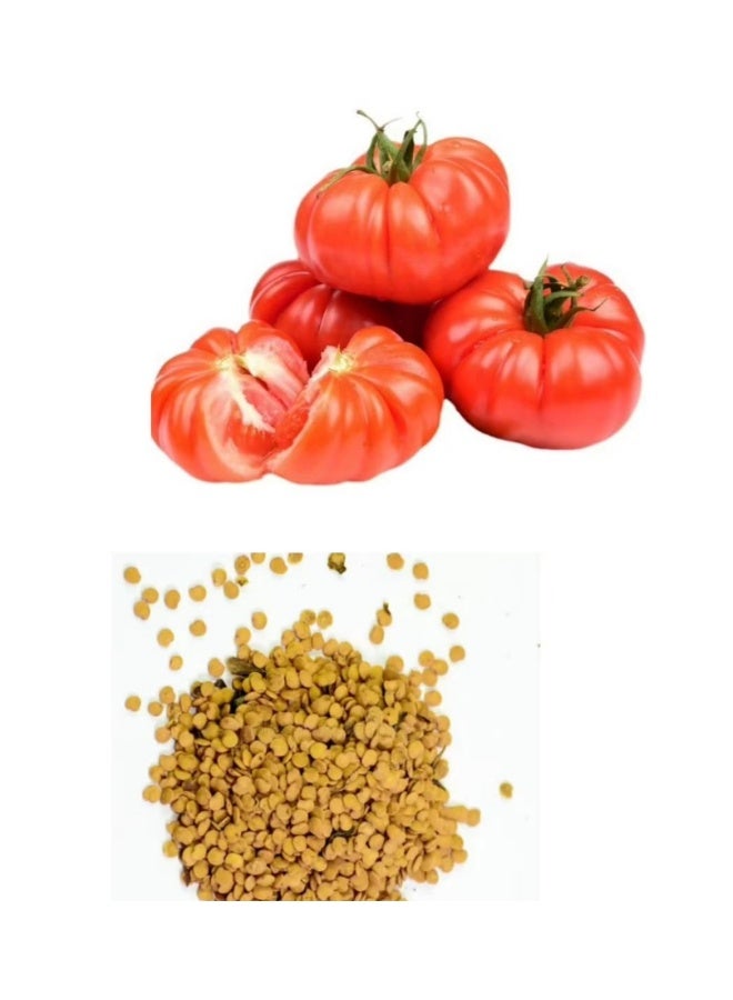 بذور طماطم على شكل شرائح لحم بقري للزراعة - بذور طماطم للزراعة - Image 3