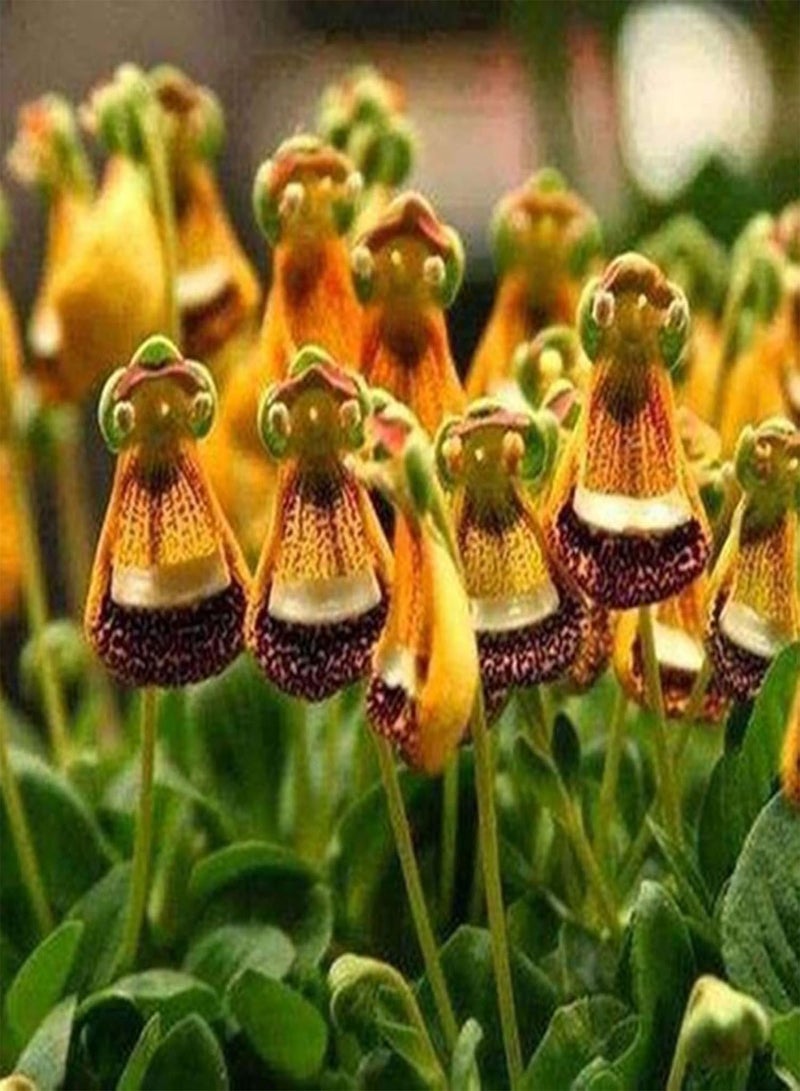 GGOOT 1 Bag Bag Flower seeds Rare Novel Shape Eye catching and Beautiful Garden Potted Plant Calceolaria uniflora seeds - Image 1