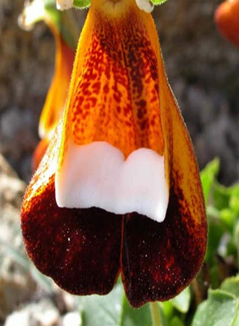 GGOOT 1 Bag Bag Flower seeds Rare Novel Shape Eye catching and Beautiful Garden Potted Plant Calceolaria uniflora seeds - Image 2