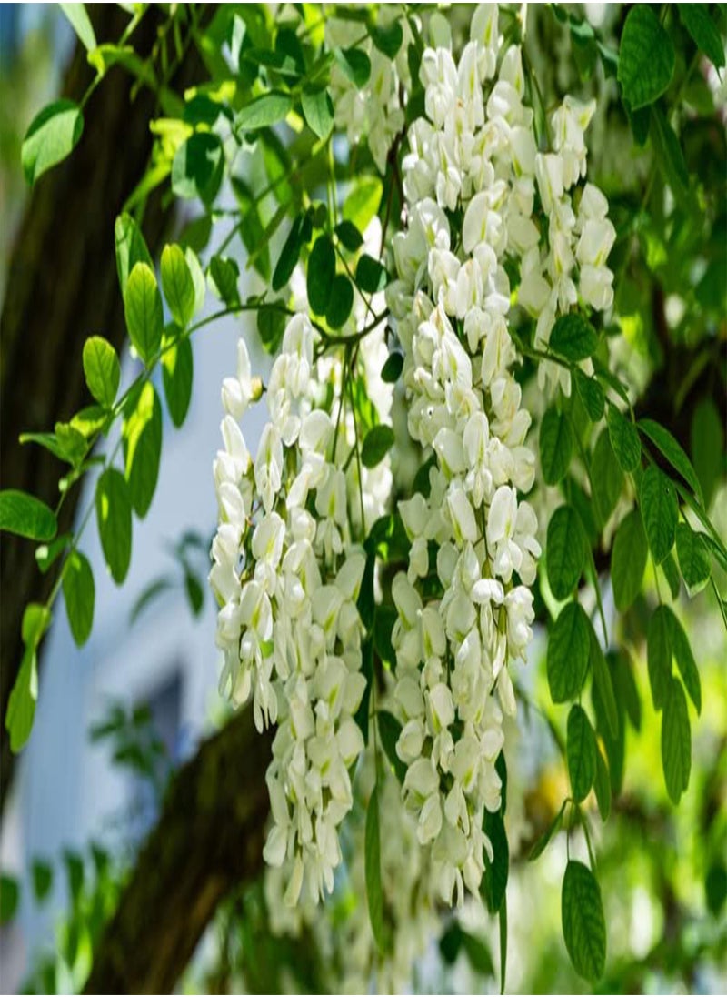 GGOOT - 50 Black Locust Tree Seeds for Planting - Robinia pseudoacacia - Image 1