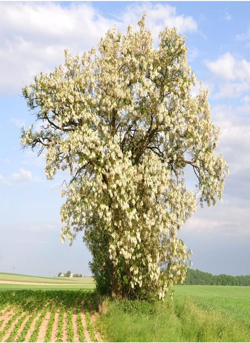 GGOOT - 50 Black Locust Tree Seeds for Planting - Robinia pseudoacacia - Image 1