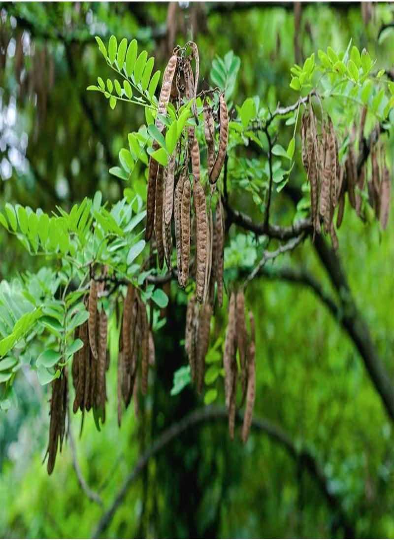 GGOOT - 50 Black Locust Tree Seeds for Planting - Robinia pseudoacacia - Image 1