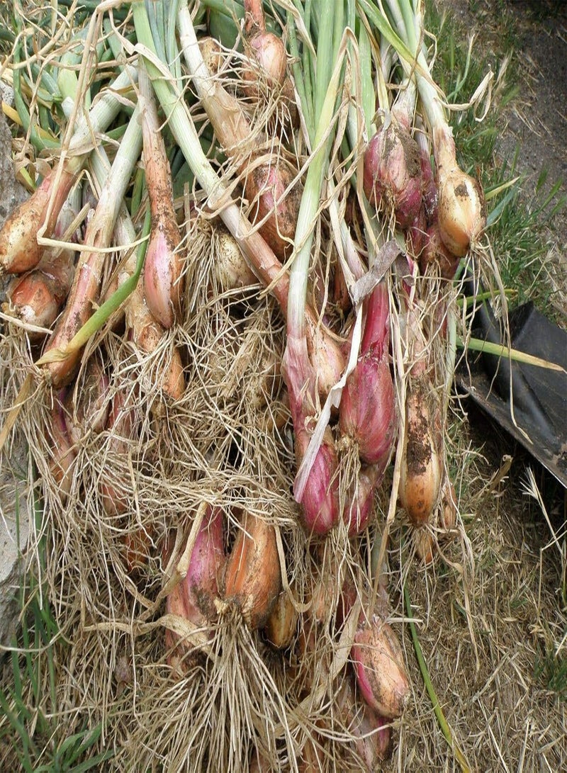 جي جوت مجموعة البذور: بصل Seedato - أحمر - بصل مضاعف - Winter Surviver - طعم معتدل - 20 بذرة - Image 2