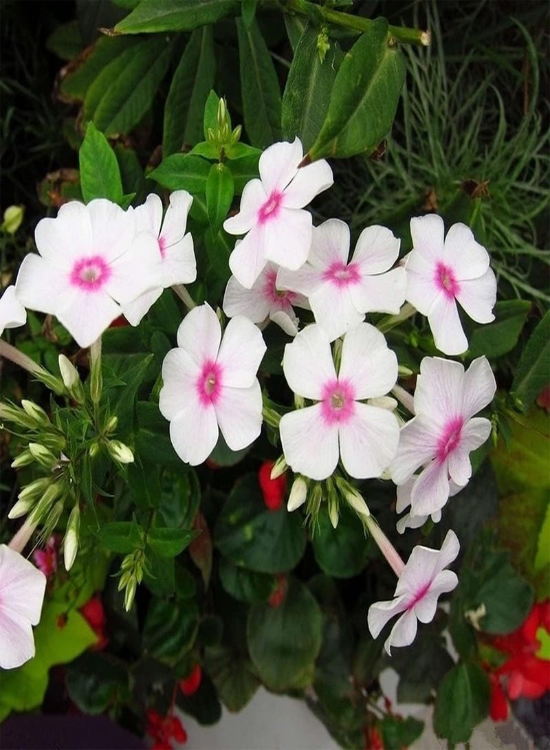 جي جوت 50 قطعة من بذور نبات البلسم، زهور غريبة تزين منزلك، مناسبة للزراعة في الحديقة والشرفة، سهلة العناية، لها قيمة زخرفية - Image 1