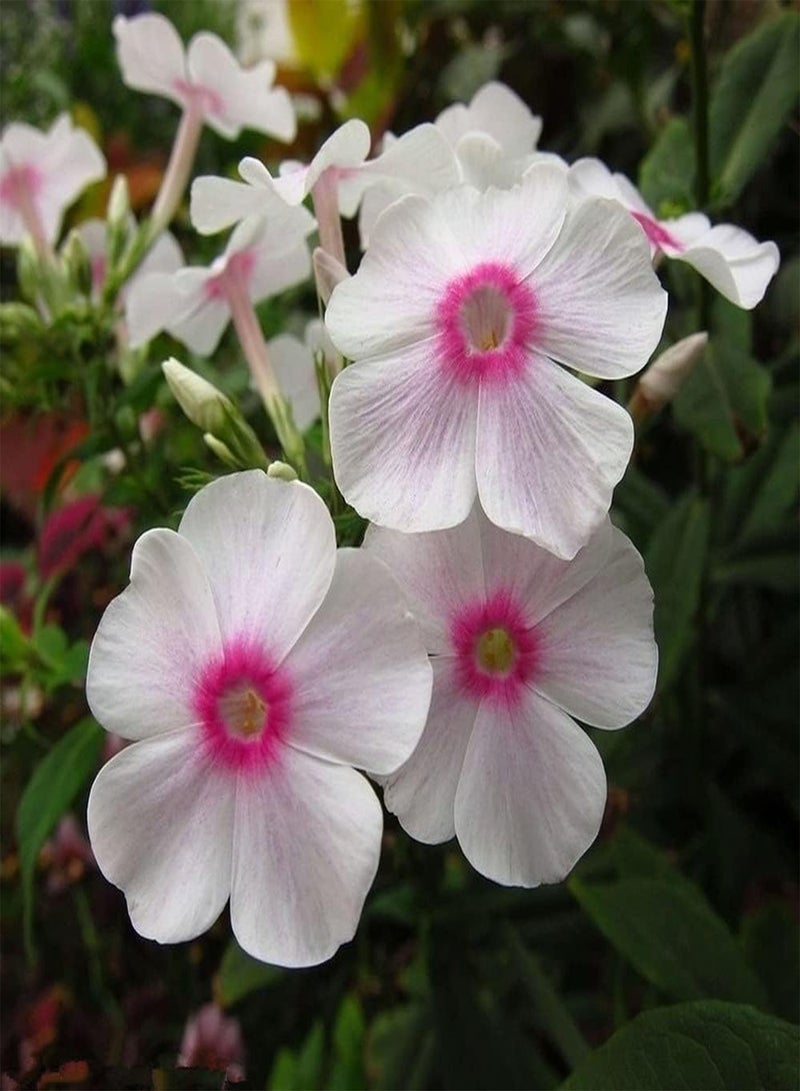 جي جوت 50 قطعة من بذور نبات البلسم، زهور غريبة تزين منزلك، مناسبة للزراعة في الحديقة والشرفة، سهلة العناية، لها قيمة زخرفية - Image 2