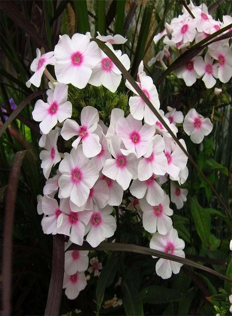 جي جوت 50 قطعة من بذور نبات البلسم، زهور غريبة تزين منزلك، مناسبة للزراعة في الحديقة والشرفة، سهلة العناية، لها قيمة زخرفية - Image 3