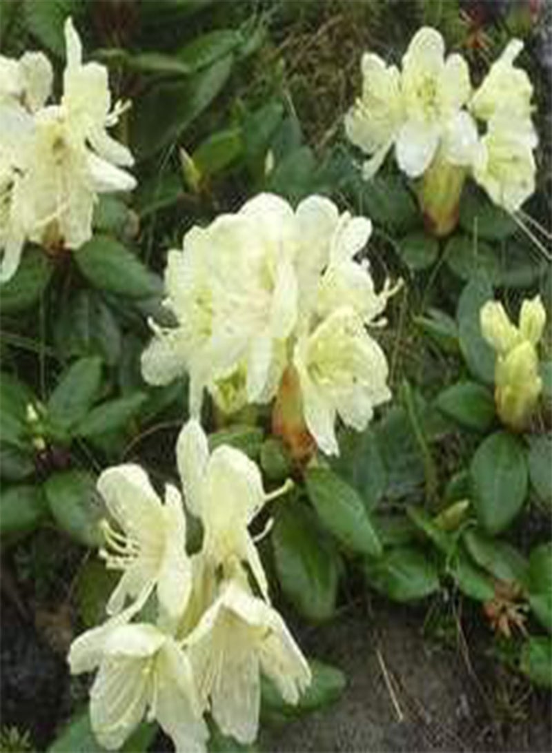 GGOOT seeds Fresh 10pcs Azalea Flower seeds for Planting Lime Green