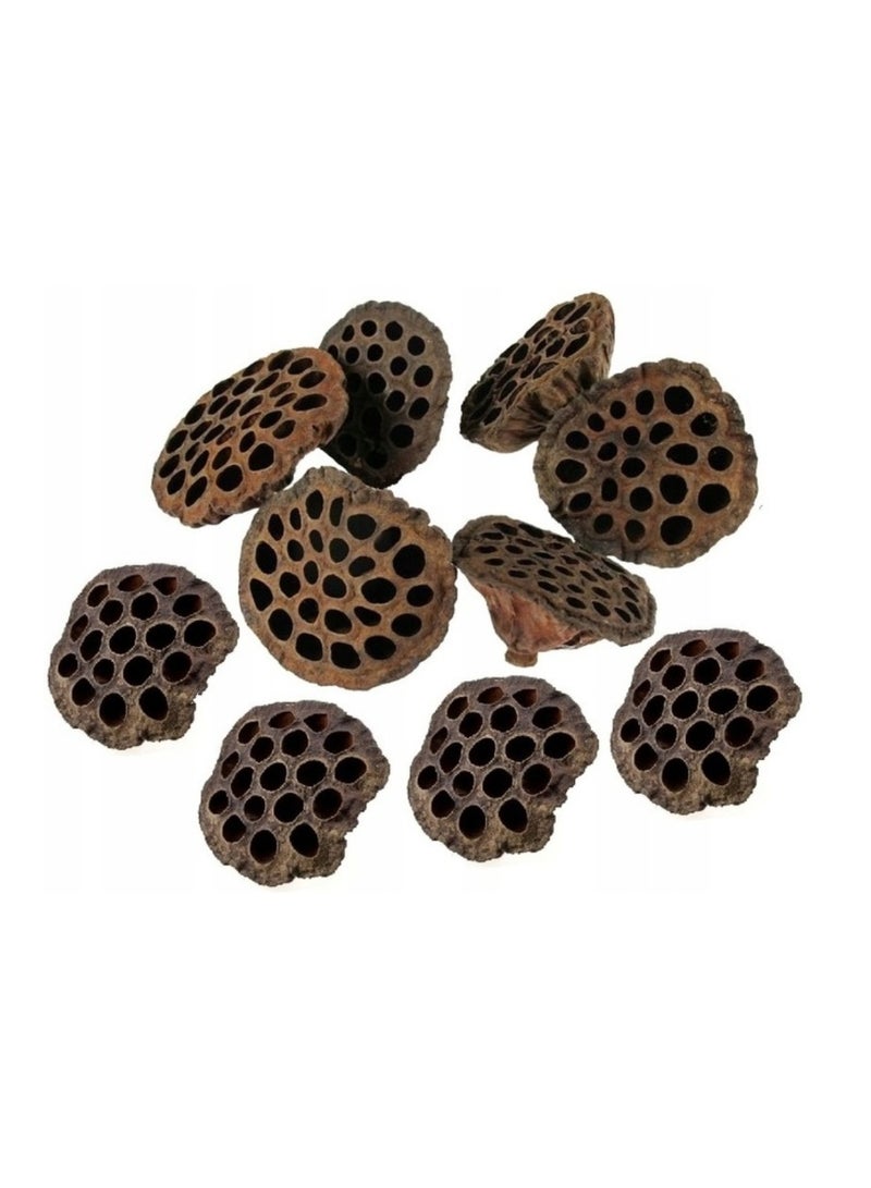 الواحة-TH 10 قطع من رؤوس زهرة اللوتس الطبيعية المجففة لتزيين المنزل، مقاس 7-9 سم - Image 1