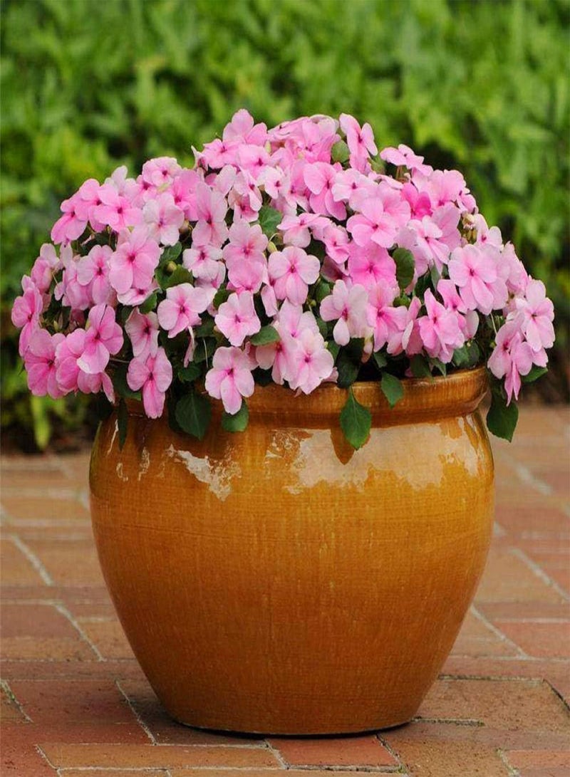 GGOOT Easy to Grow Seeds,Impatiens Seed-excellent_10 red,Rare Wildflowers Seeds - Image 2