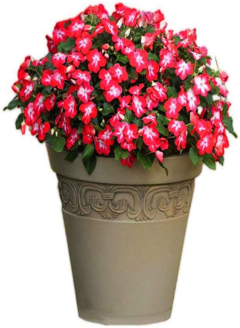 GGOOT Easy to Grow Seeds,Impatiens Seed-excellent_10 red,Rare Wildflowers Seeds - Image 4