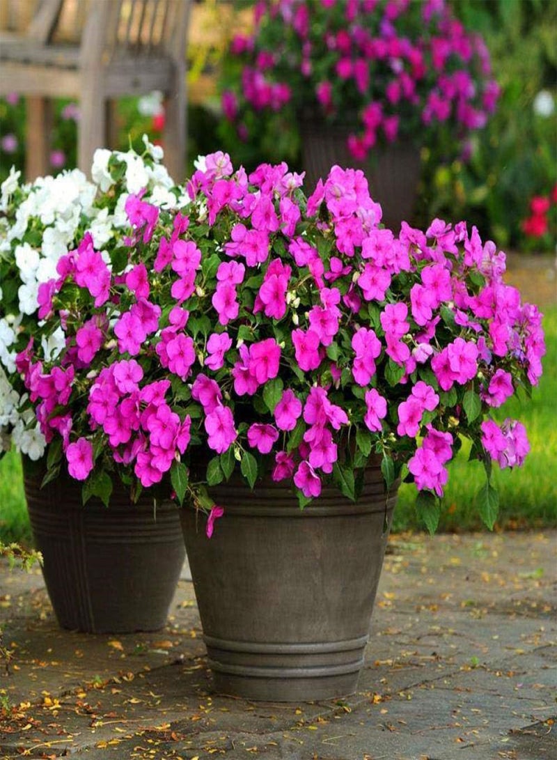 GGOOT Easy to Grow Seeds,Impatiens Seed-excellent_10 red,Rare Wildflowers Seeds - Image 1