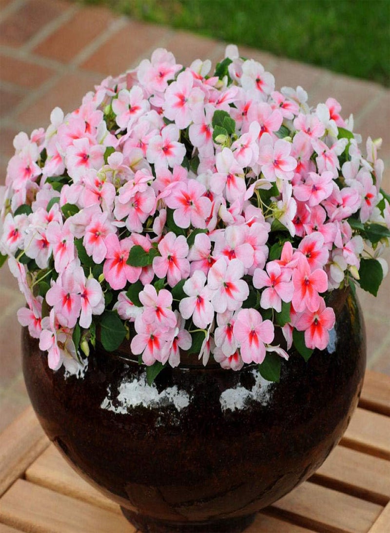 GGOOT Easy to Grow Seeds,Impatiens Seed-excellent_10 red,Rare Wildflowers Seeds - Image 3