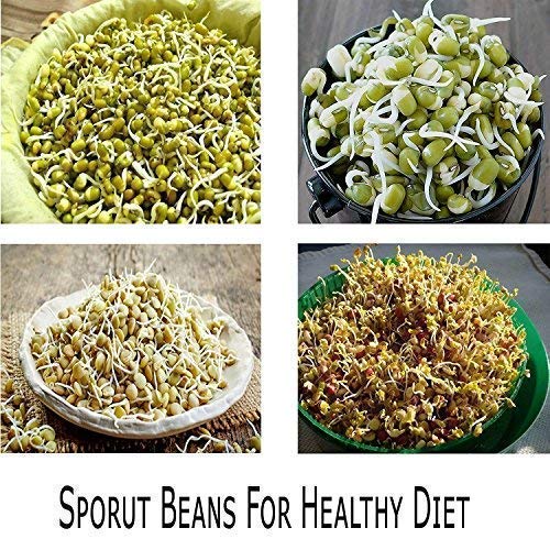 Episkey Hygienic Sprout Maker Box with 4 Container, Jar, Plastic Sprout Maker Box, Home Materials Box Container, Sprout Maker Transparent (SPROUT) - Image 4