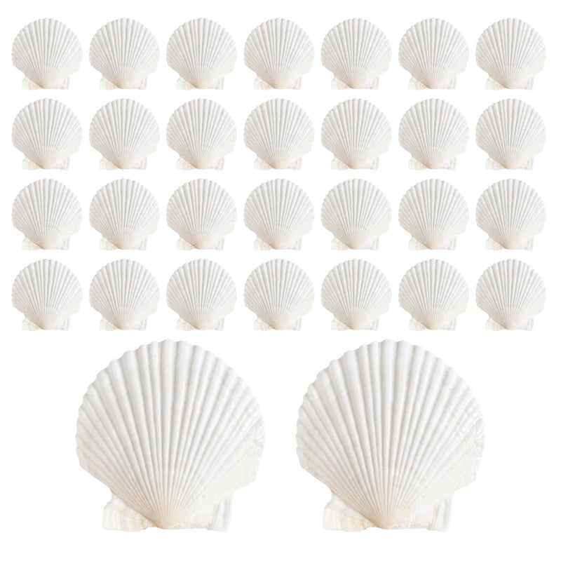 ASBEFORE 30Pcs Sea Shells 2''-3'' Natural Scallop Crafts - Seashells DIY Crafts Seashell Beach Decorating Painting Ocean Themed Party Wedding Shell Bowl Shell Jewelry Holder - Image 1