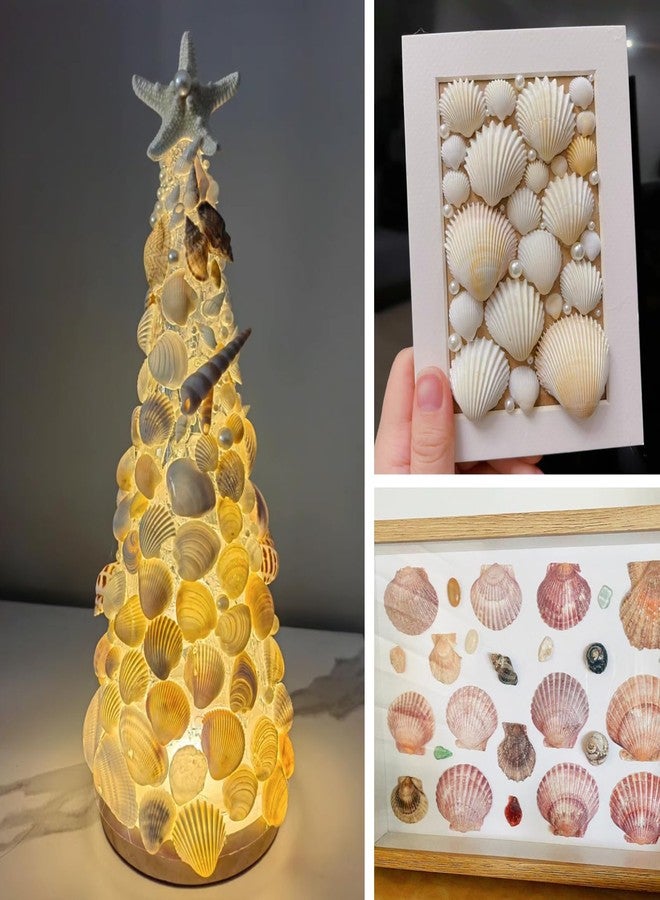 ASBEFORE 30Pcs Sea Shells 2''-3'' Natural Scallop Crafts - Seashells DIY Crafts Seashell Beach Decorating Painting Ocean Themed Party Wedding Shell Bowl Shell Jewelry Holder - Image 4
