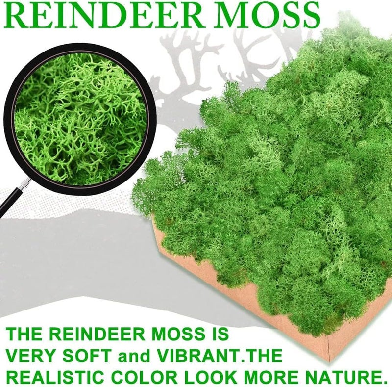TCYPUHL Preserved Moss for Crafts Green Reindeer Moss for Potted Plants, Craft Decorative Moss Decor for Wall Art, Dried Moss(1.1 lb, Green) - Image 3